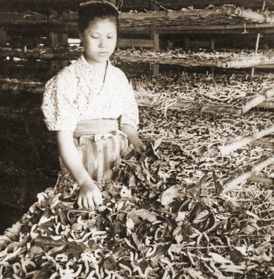 Nutrire i giovani bachi da seta con foglie di gelso da Japanese Photographer